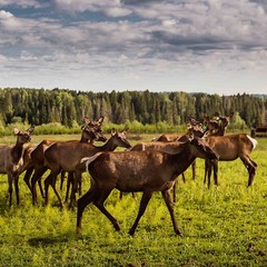 Санаторий Оленья застава, Пермь, Пермский край