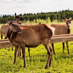 Санаторий Оленья застава, Пермь, Пермский край