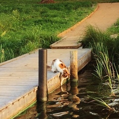 Загородный комплекс Green Gold Park, Селижаровский район, Тверская область