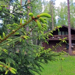 Эко-отель Романов лес, Костромской район, Костромская область
