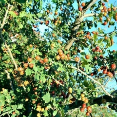 Турбаза Хата Атамана, Калачевский район, Волгоградская область