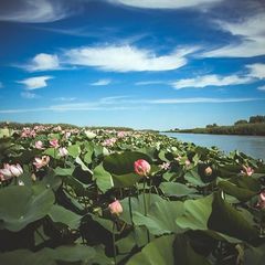 Рыболовно-охотничья база Теремок, Камызякский район, Астраханская область