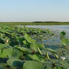 Рыболовно-охотничья база Тихая, Камызякский район, Астраханская область