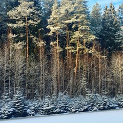 База отдыха Пушкиногорье, Пушкиногорский район, Псковская область