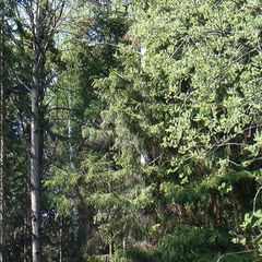 База отдыха Рябинушка, Сарапульский район, Республика Удмуртия