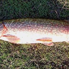 База отдыха Рябинушка, Сарапульский район, Республика Удмуртия