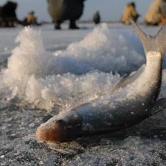 Загородный клуб Мелеховъ, Каменский район, Ростовская область