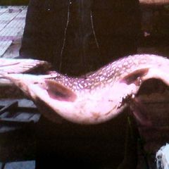 База отдыха Рябинушка, Сарапульский район, Республика Удмуртия