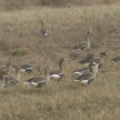Гостевой дом У старой часовни, Медвежьегорский район, Республика Карелия