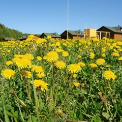 База отдыха Головинка, Жуковский район, Калужская область
