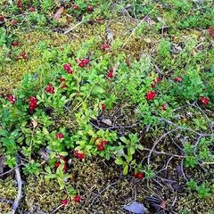 Гостевой дом В Асилане, Лахденпохский район, Республика Карелия