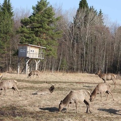 Охотничья база Королевская охота, Зубцовский район, Тверская область