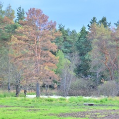 Охотничья база Королевская охота, Зубцовский район, Тверская область