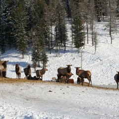 База отдыха Медвежья гора, Усть-Коксинский район, Республика Алтай