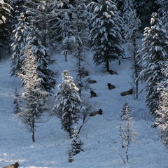 База отдыха Медвежья гора, Усть-Коксинский район, Республика Алтай