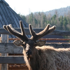 База отдыха Медвежья гора, Усть-Коксинский район, Республика Алтай