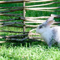 Клуб-отель ВеЛес, Камешковский район, Владимирская область