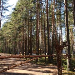 Эко-отель Лес, Выборгский район, Ленинградская область