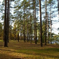 Эко-отель Лес, Выборгский район, Ленинградская область