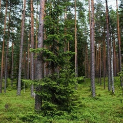 Эко-отель Лес, Выборгский район, Ленинградская область