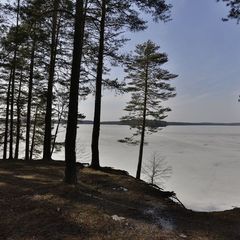 Эко-отель Лес, Выборгский район, Ленинградская область