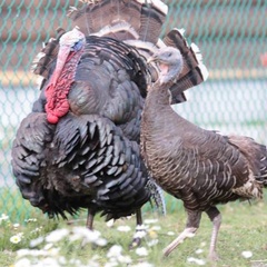 Гостиничный комплекс Усадьба, Вологодский район, Вологодская область