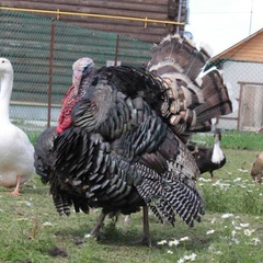 Гостиничный комплекс Усадьба, Вологодский район, Вологодская область