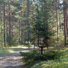 База отдыха Ветлуга, Шарьинский район, Костромская область