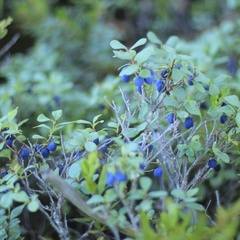 Коттеджный комплекс Ахвенлампи, Лахденпохский район, Республика Карелия