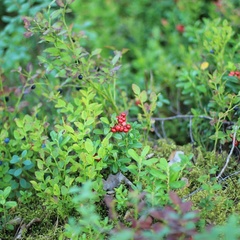 Коттеджный комплекс Ахвенлампи, Лахденпохский район, Республика Карелия