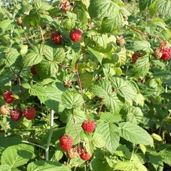 База отдыха Ветлуга, Шарьинский район, Костромская область