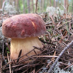 База отдыха Ветлуга, Шарьинский район, Костромская область