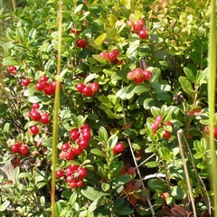 База отдыха Ветлуга, Шарьинский район, Костромская область