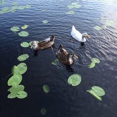 Коттеджный комплекс Ахвенлампи, Лахденпохский район, Республика Карелия