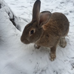 Коттеджный комплекс Ахвенлампи, Лахденпохский район, Республика Карелия