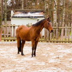 Парк-отель Ярославль, Ярославский район, Ярославская область