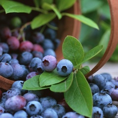 База отдыха Коприно, Рыбинский район, Ярославская область