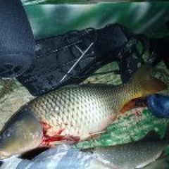 База отдыха Новонекрасовское, Приморско-Ахтарский район, Краснодарский край