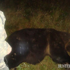 Охотничье хозяйство Охотничьи традиции, Вяземский район, Смоленская область