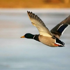 Охотничья база Кречет, Ельнинский район, Смоленская область