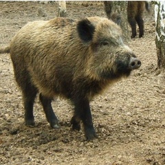 Охотничья база Кречет, Ельнинский район, Смоленская область