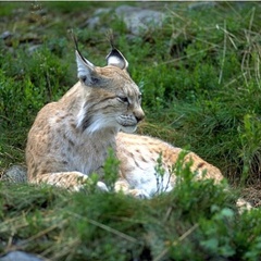 Охотничья база Кречет, Ельнинский район, Смоленская область