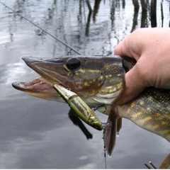 Охотничья база Кречет, Ельнинский район, Смоленская область