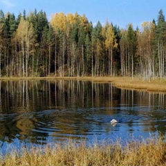 Охотничья база Кречет, Ельнинский район, Смоленская область