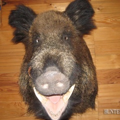 Охотничье хозяйство Охотничьи традиции, Вяземский район, Смоленская область