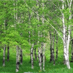 Охотничья база Кречет, Ельнинский район, Смоленская область