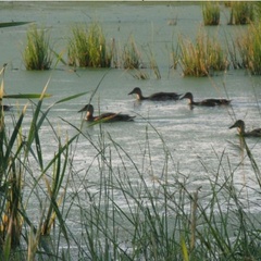 Охотничья база Кречет, Ельнинский район, Смоленская область