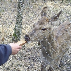 Охотничья база Кречет, Ельнинский район, Смоленская область