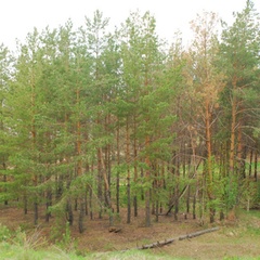 База отдыха Наша Поляна, Набережные Челны, Татарстан