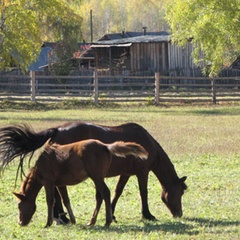 База отдыха Эржей, Каа-Хемский район, Республика Тыва